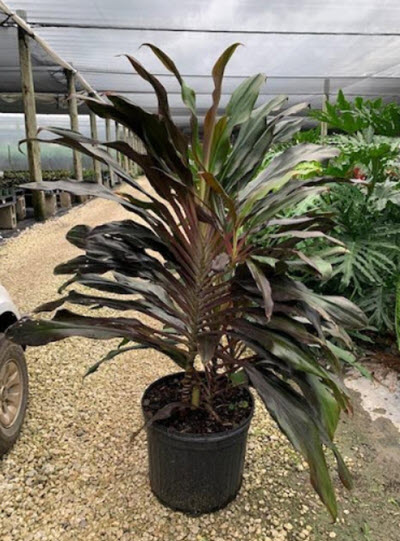 Singapore Twist Cordyline